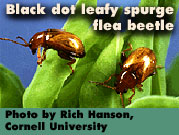 Black dot leafy spurge flea beetle