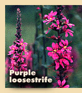 Purple loosestrife