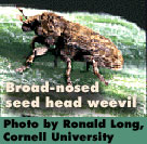Broad-nosed seed head weevil