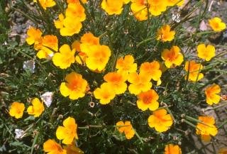 Yellow flowers with four petals within a bunch of green stems.