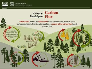 An infographic showing the process of carbon flux and breakdown in our ever changing environment.