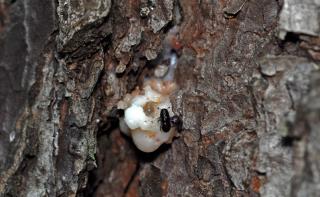 southern pine beetle adults