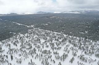 Image shows a section of forest treated using the digital method, showing a much more sparsely wooded area than the surrounding, non-treated areas of forest.