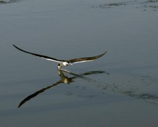 Bird skimming.jpg Bird skimming