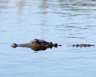 gator2pict.jpg gator2pict