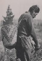 Huckleberry Picker.jpg Huckleberry Picker