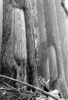 Peeled cedar trees in the upper Lewis River drainage.jpg Peeled cedar trees in the upper Lewis River drainage