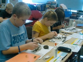 Owl Pellets.jpg Owl Pellets