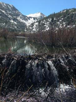 beaver dam, lake, mountain