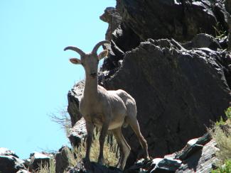 Bighorn Sheep on mountain