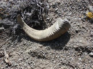 sheep horn, dirt