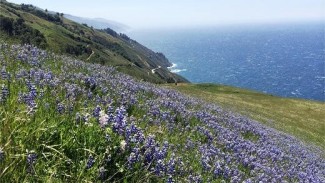 Big Sur Coast Monterey Ranger District for overview content.jpg "Big Sur Coast, Monterey Ranger District for overview content."