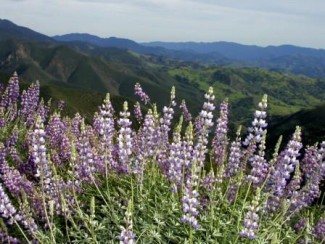 Figueroa Mountain - Lupines.jpg Figueroa Mountain - Lupines