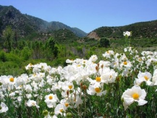 Matilija Popppies along Hwy 33 - Ojai Ranger District.jpg Matilija Popppies along Hwy 33 - Ojai Ranger District