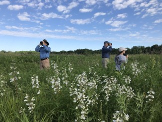 Birds MTP - Grassland Bird Surveys.jpg Birds MTP: Grassland Bird Surveys