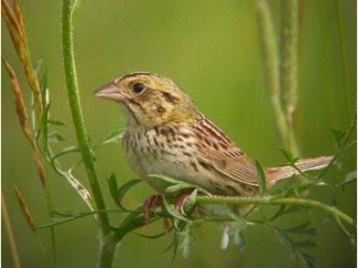 Birds of MTP - Henslow Sparrow.jpg Birds of MTP: Henslow Sparrow