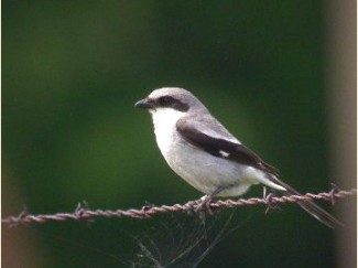 Birds of MTP - Loggerhead Shrike.jpg Birds of MTP: Loggerhead Shrike