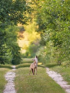 Coyote on the Henslow Trail.jpg Coyote on the Henslow Trail