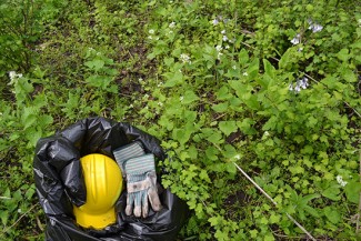 Gloves and a hardhat laying on a bed of invasive plant