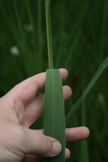 NNIS - Phragmites leaf blade.jpg NNIS: Phragmites leaf blade