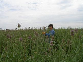 NNIS - Teasel Removal.jpg NNIS: Teasel Removal
