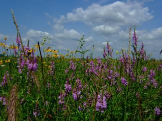 South Patrol Prairie.jpg South Patrol Prairie
