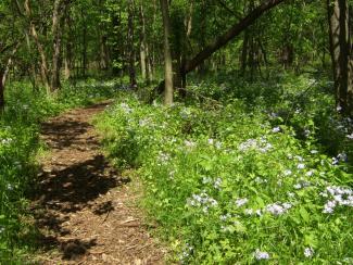 Spring on the Prairie Creek Woods Trail.jpg Spring on the Prairie Creek Woods Trail
