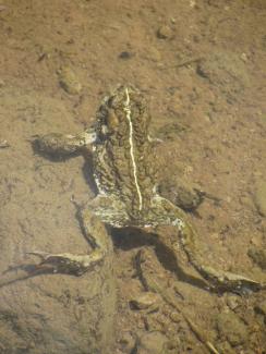 A Boreal Toad with a thin white stripe down its back blends in with his muddy surroundings.