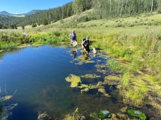 Fish and amphibian surveying.jpg Fish and amphibian surveying