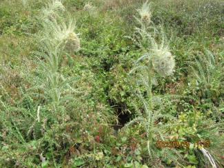 Funk Thistle - green spiky leaves with a large whitish green head.