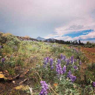 Lupine after the Decker Fire.jpg Lupine after the Decker Fire