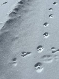 Lynx tracks in snow.jpg Lynx tracks in snow