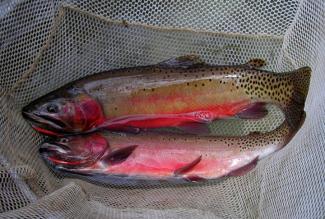 Two red bellied trout lye in a net.