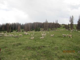 Sheep grazing.jpg Sheep grazing
