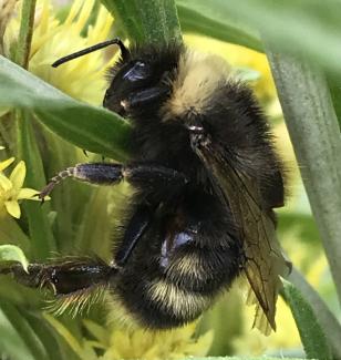 A close up of a black and yellow bumble bee with its legs wrapped around a green leaf.