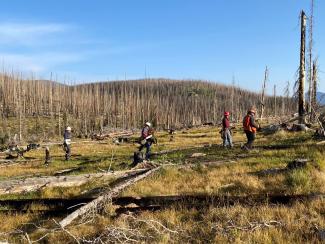 several workers wearing helmets are spread out and planting trees.