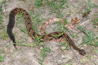 Outdoor Safety and Ethics 3 - Copperhead and Timber Rattle Snake.jpg Outdoor Safety and Ethics 3 - Copperhead and Timber Rattle Snake