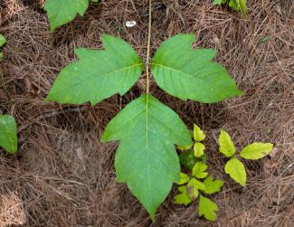 Outdoory Safety and Ethics 2 - Poison Ivy.jpg Outdoory Safety and Ethics 2 - Poison Ivy