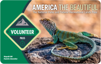 Picture of volunteer pass with a lizard on a rock.