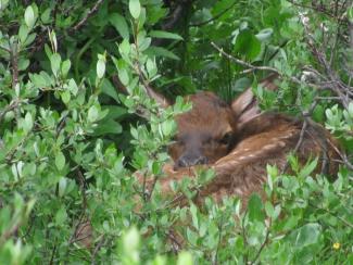 A small Elk Calf hides curled up in thick willow bushes.