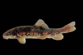 A small fish colored a greenish gold with numerous black spots and a thin redish srtipe along the middle of the side.