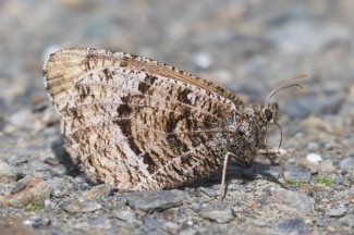 Close-up of a tan, white and grey butterfly with black spots. The typical insect body with legs and antennae on the head above large black eyes.