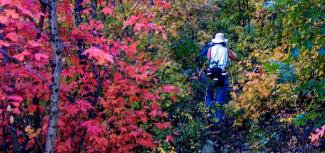 Hiker in bright fall colored vegetation.