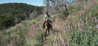 Horse and rider on trail.
