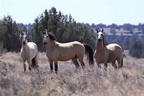 Devil's Garden Wildhorse Territory, Modoc National Forest