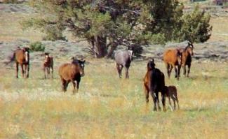 Devil's Garden Wild Horse Territory