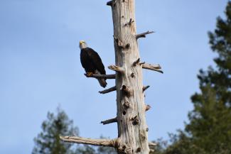 Bald Eagle on a tree snag