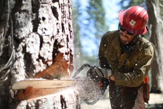 A firefighter cutting down a tree