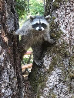 A raccoon standing between two trees