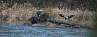 Bald eagles take a break near the edge of the river